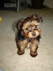 PLAYFUL YORKIE PUPPIES FOR YOU
