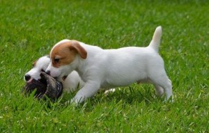 Jack Russell Terriers