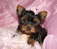 Two Yorkie Puppies Available