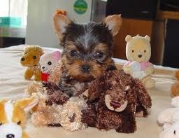 Playful Yorkie Puppies