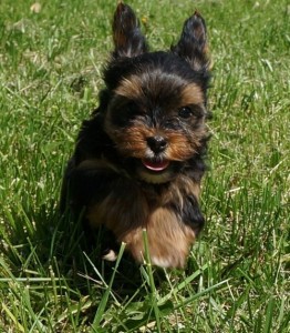 Yorkie Puppies