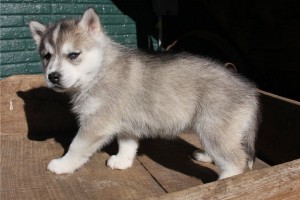 Siberian Husky for Sale