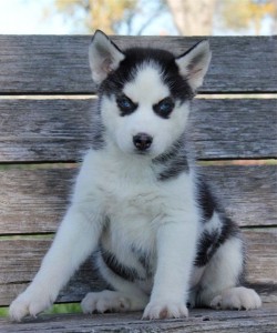 Siberian Husky Puppies Available