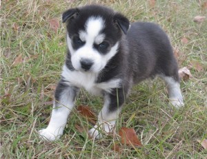 Siberian Husky Puppies