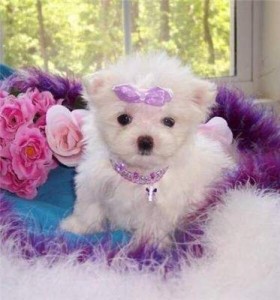 Playful Teacup Maltese Puppies