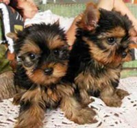 Cute and Adorable Yorkie Puppies for Sale