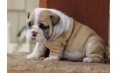 English Bulldogs