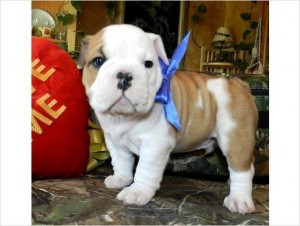 Excellent English Bulldog