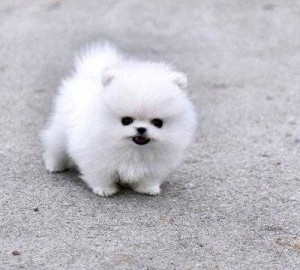 Registered Pomeranian Puppies