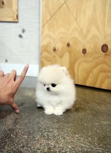 Snow White Pomeranian Puppies