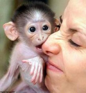 Adorable Capuchin Monkey