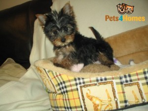 Yorkshire Terrier Puppies For Sale
