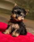 T-Cup Yorkie puppies now available