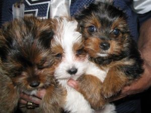 Three Yorkies