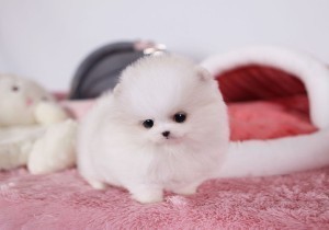 Pomeranian Puppies for Rehoming