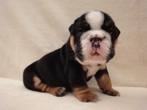 English Bulldog Puppy