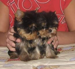 Yorkie  Puppies Available