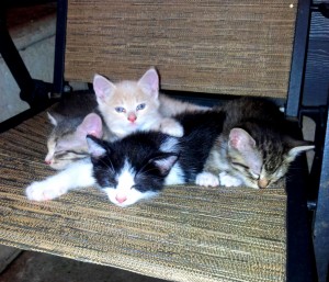 Free Domestic Kittens