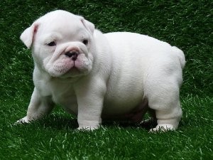 MAGNIFICENT ENGLISH BULLDOGS