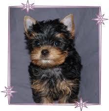 AKC Registered Teacup Yorkshire Terrier Puppies