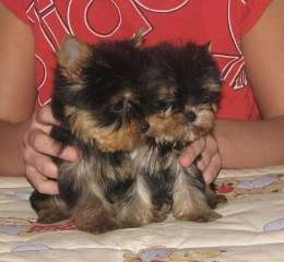 Yorkie Puppies for Sale