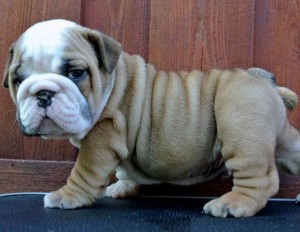 English Bulldog Puppies