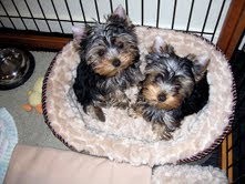 Free T-Cup Yorkie Puppies