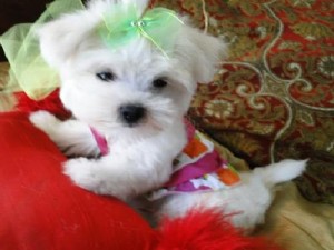 Cute T-Cup Maltese Puppies