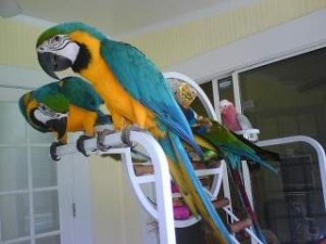 Blue &amp; Gold Macaw Parrots for Adoption