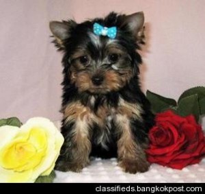 T-Cup Yorkie puppies now available