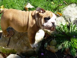 Cute and Adorable English Bulldog Puppies Available