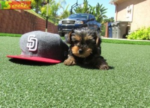 Female and Male Yorkie Puppies