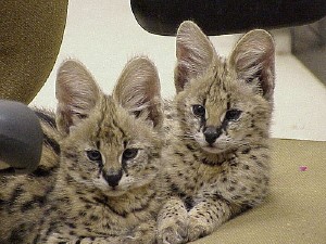 Serval Kittens for Adoption