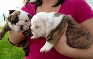 Adorable English Bulldog Puppies