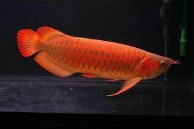 Arowana Fishes Available For Sale