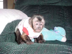 Trained Capuchins for adoption