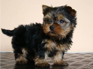 Yorkshire Terriers