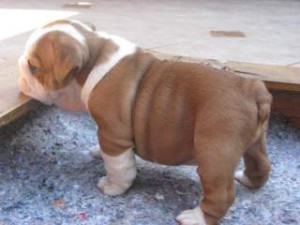 Extremely Cute Bulldog Puppies