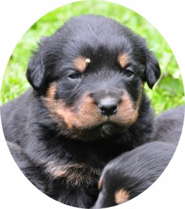 European Sired Rottweiler puppies