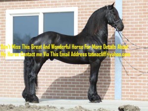 Outstanding Friesian Gelding Horse for Sale