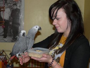 African Grey Parrots