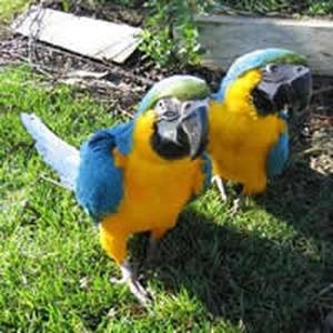 Talking Blue And Gold  Macaws for Sale