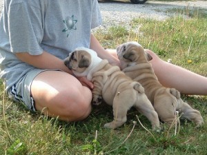 Bulldog With Wrinkles and Heavy Bones