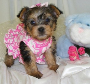 Yorkie Puppy for Adoption