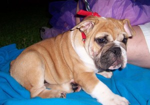 English Bulldog Puppy