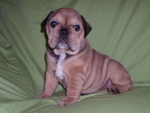 English Bulldog Available Right Now