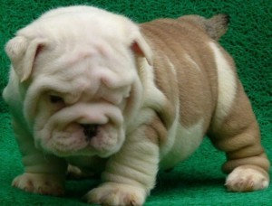 English Bulldog Puppies