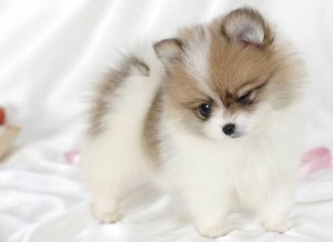 Pomeranian Puppies