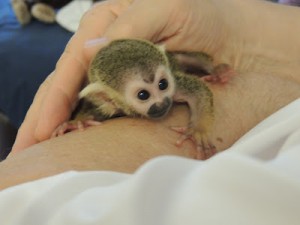 Amazing Squirrel Monkey for Sale