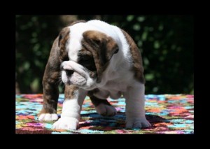 Cute English Bulldog Puppies